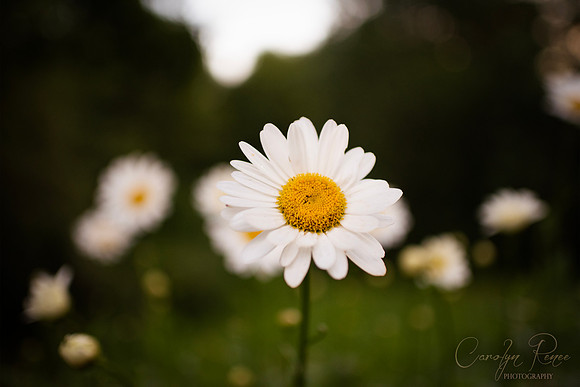 DSC_5322 copy FB