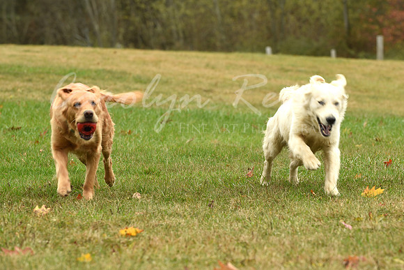 CAR_2945