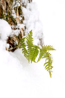 CRP_4217