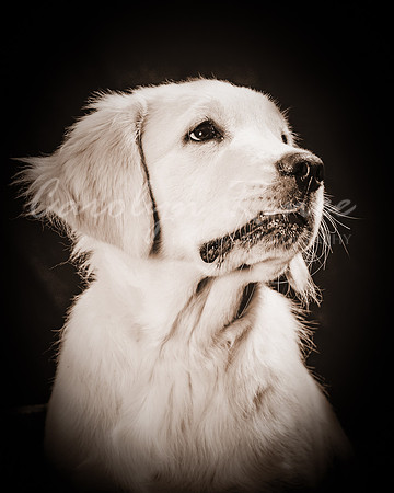 DSC_2867 Sepia